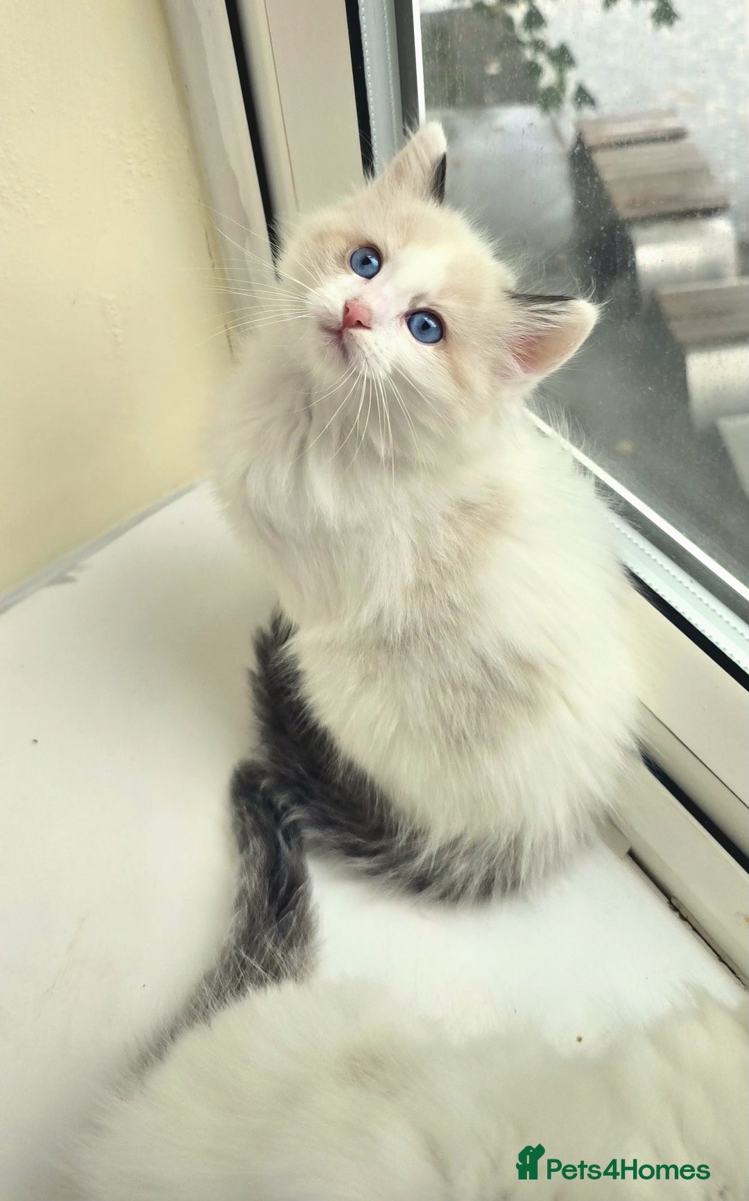 Ragdoll cats for sale:  3 Ragdoll kittens looking for loving homes - Image 5