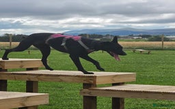 Lurcher dogs for adoption: DAPHNE, female lurcher in rescue - Image 11