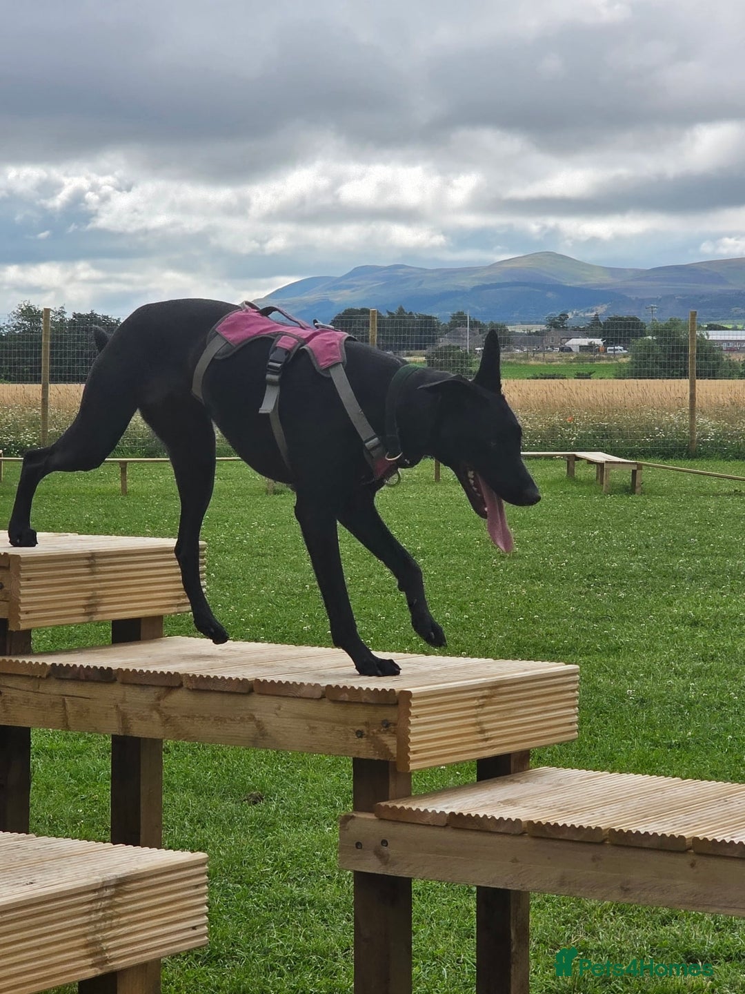 Lurcher dogs for adoption: DAPHNE, female lurcher in rescue - Image 11