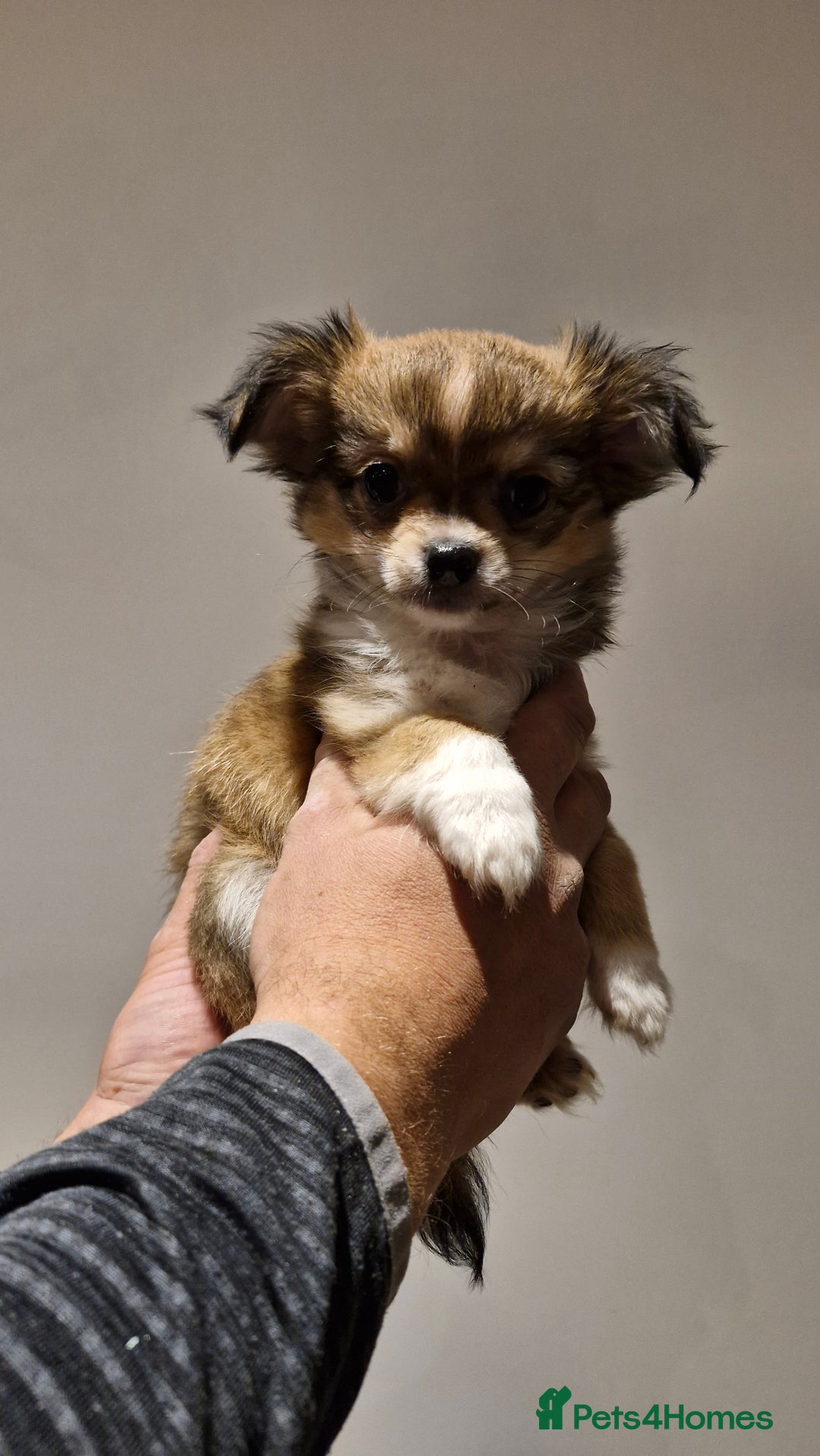 Chihuahua dogs for sale: 🐶READY TO LEAVE🐶 LAST ONE Tiny Chihuahua Puppies - Advert 28