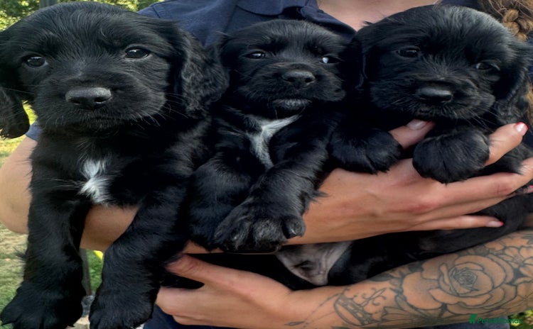 Cocker Spaniel dogs - Advert 8