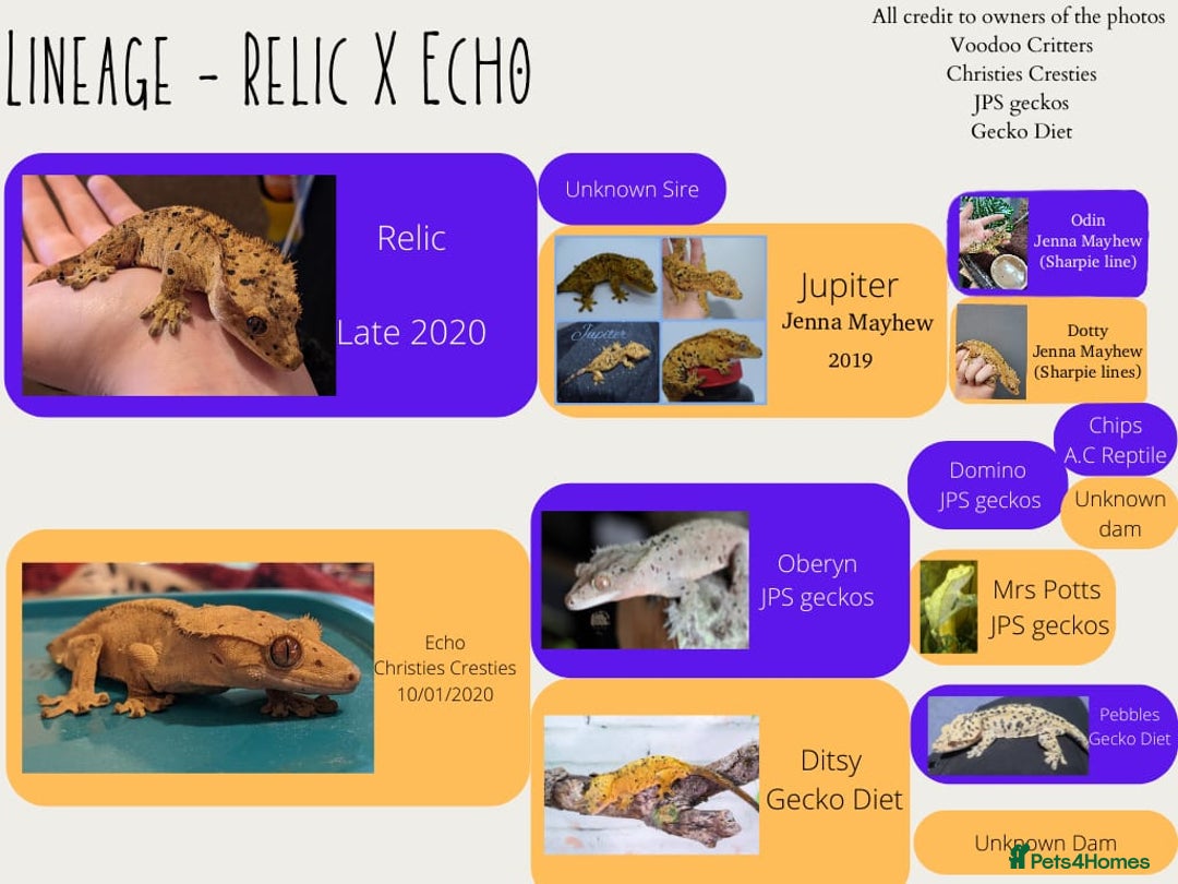 Gecko reptiles for sale: Juvenile Crested geckos  - Advert 8