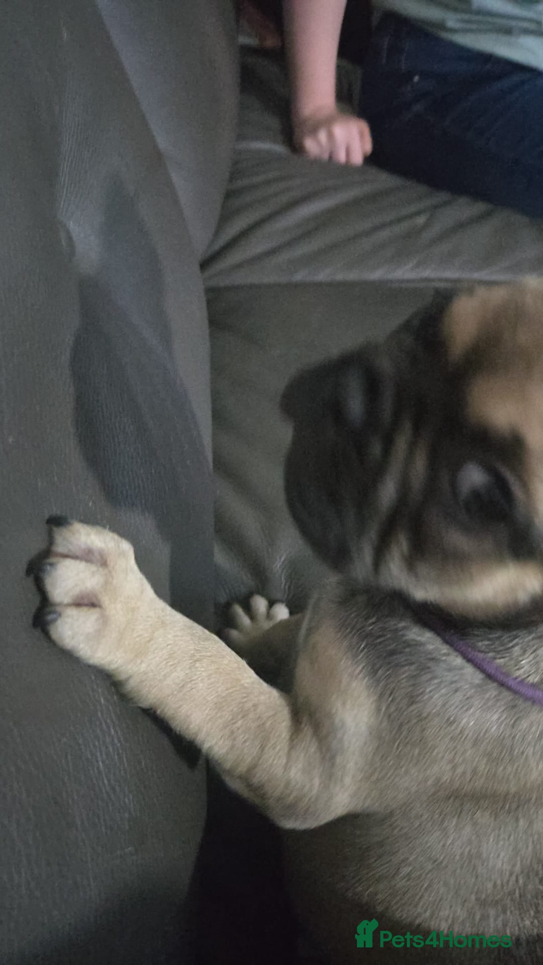 French Bulldog dogs for sale: Frenchie puppies - Image 3