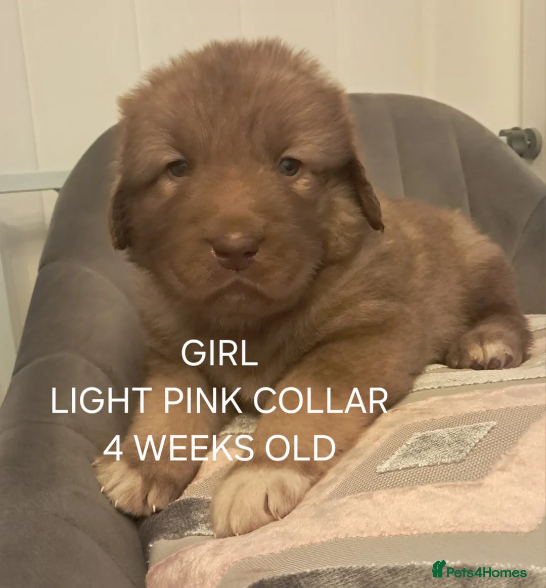 Caucasian Shepherd Dog dogs for sale: Beautiful big boned Caucasian puppies  - Advert 5