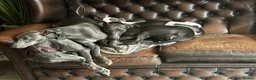 Whippet dogs for sale: 🐾 Exceptional KC Registered Whippet Puppies - Advert 2