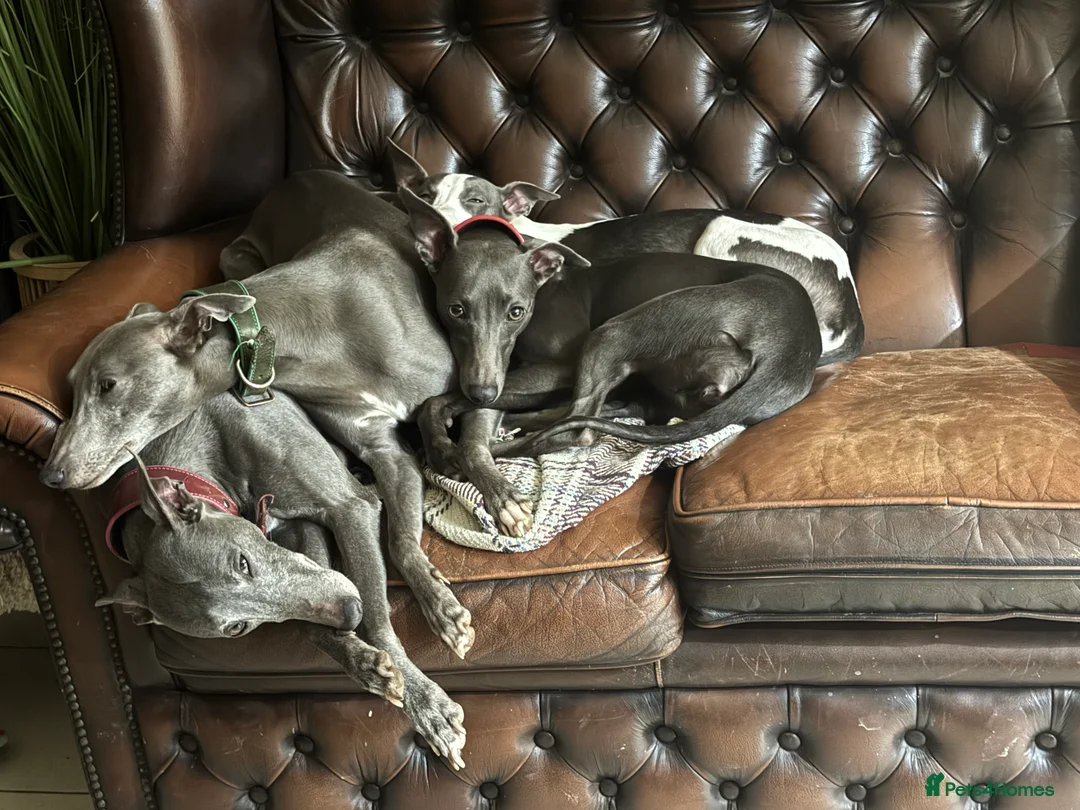 Whippet dogs for sale: 🐾 Exceptional KC Registered Whippet Puppies - Advert 2
