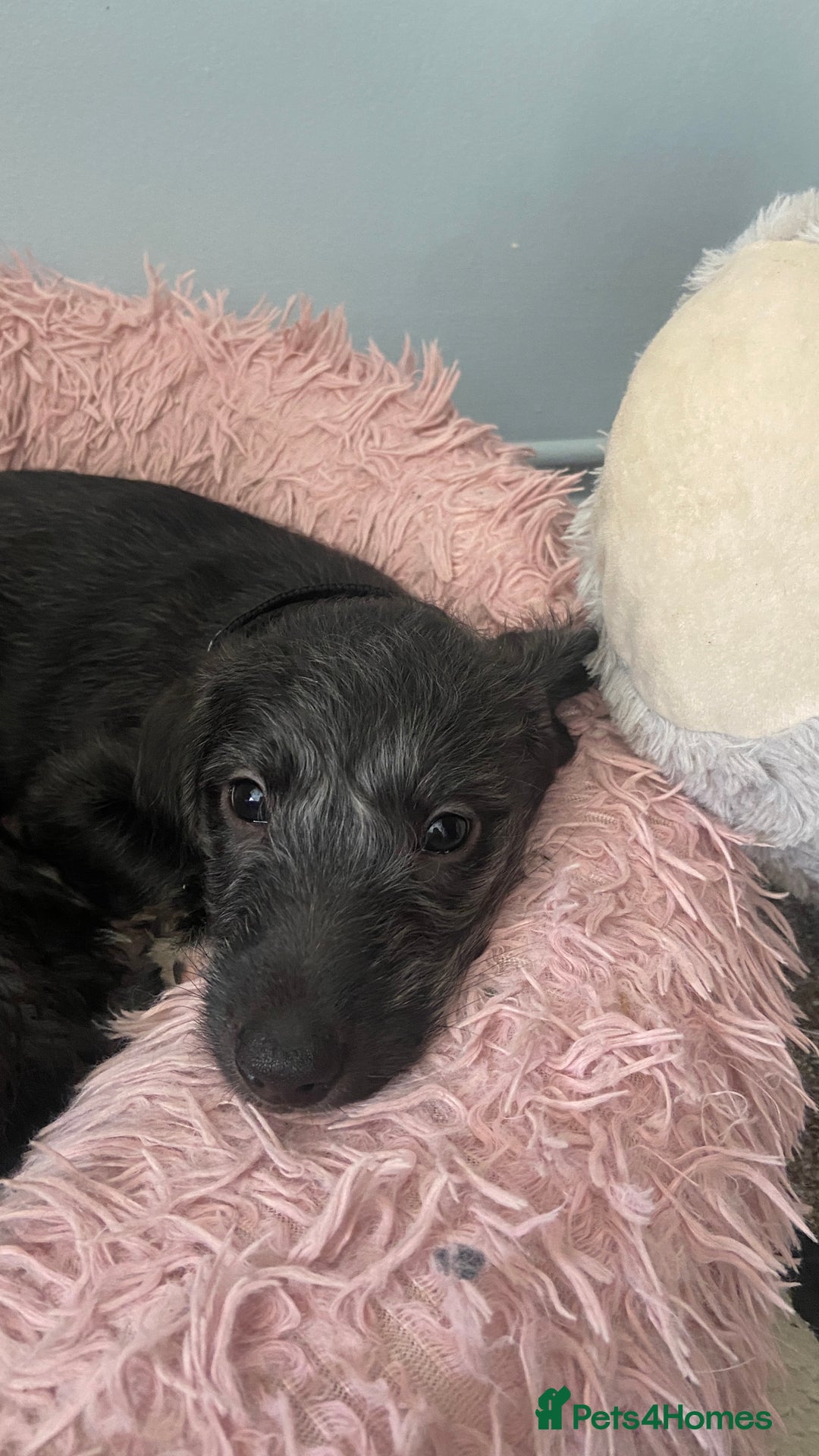 Bedlington Terrier dogs for sale: Bedlington cross whippet - Advert 9