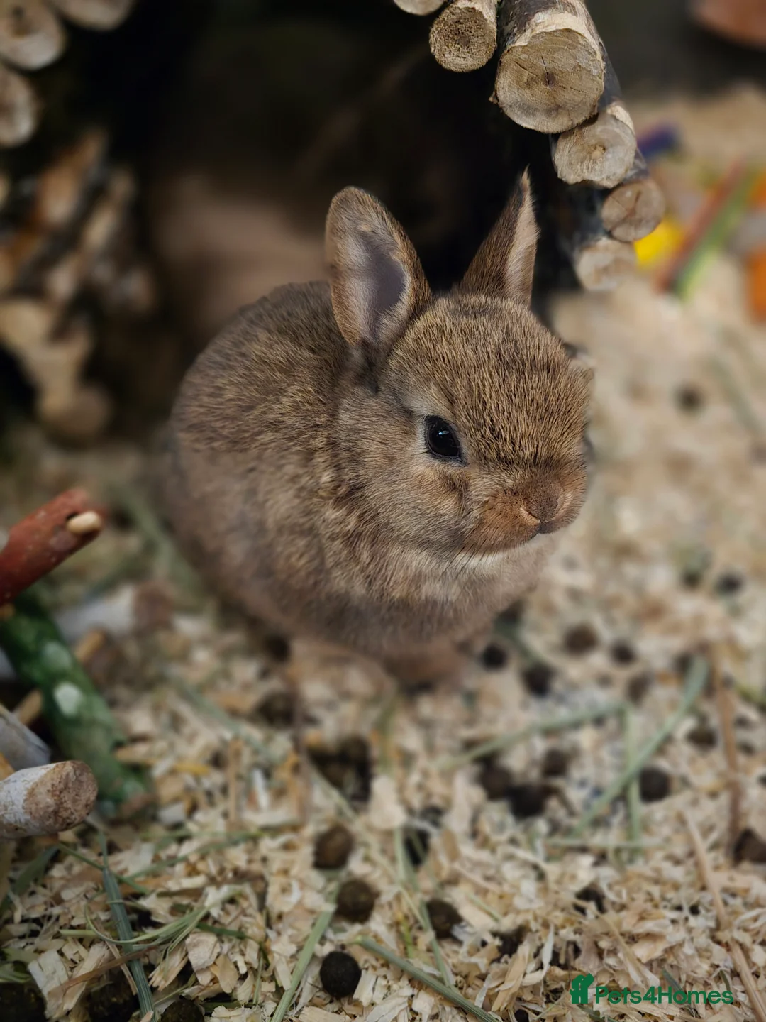 Netherland Dwarf rabbits for sale: Netherland dwarf babies bunnies - Advert 4