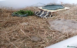 Hermann Tortoise reptiles for sale: Hermann Tortoise 6 years old- SOLD - Image 2