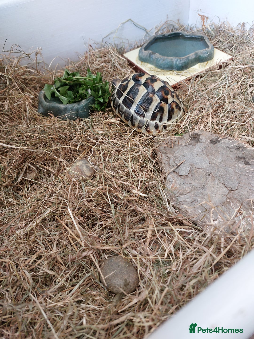 Hermann Tortoise reptiles for sale: Hermann Tortoise 6 years old- SOLD - Image 2