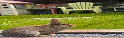 Mixed Breed rabbits for sale: Adorable Pair of Bunnies For sale 🤩 in Widnes - Advert 5