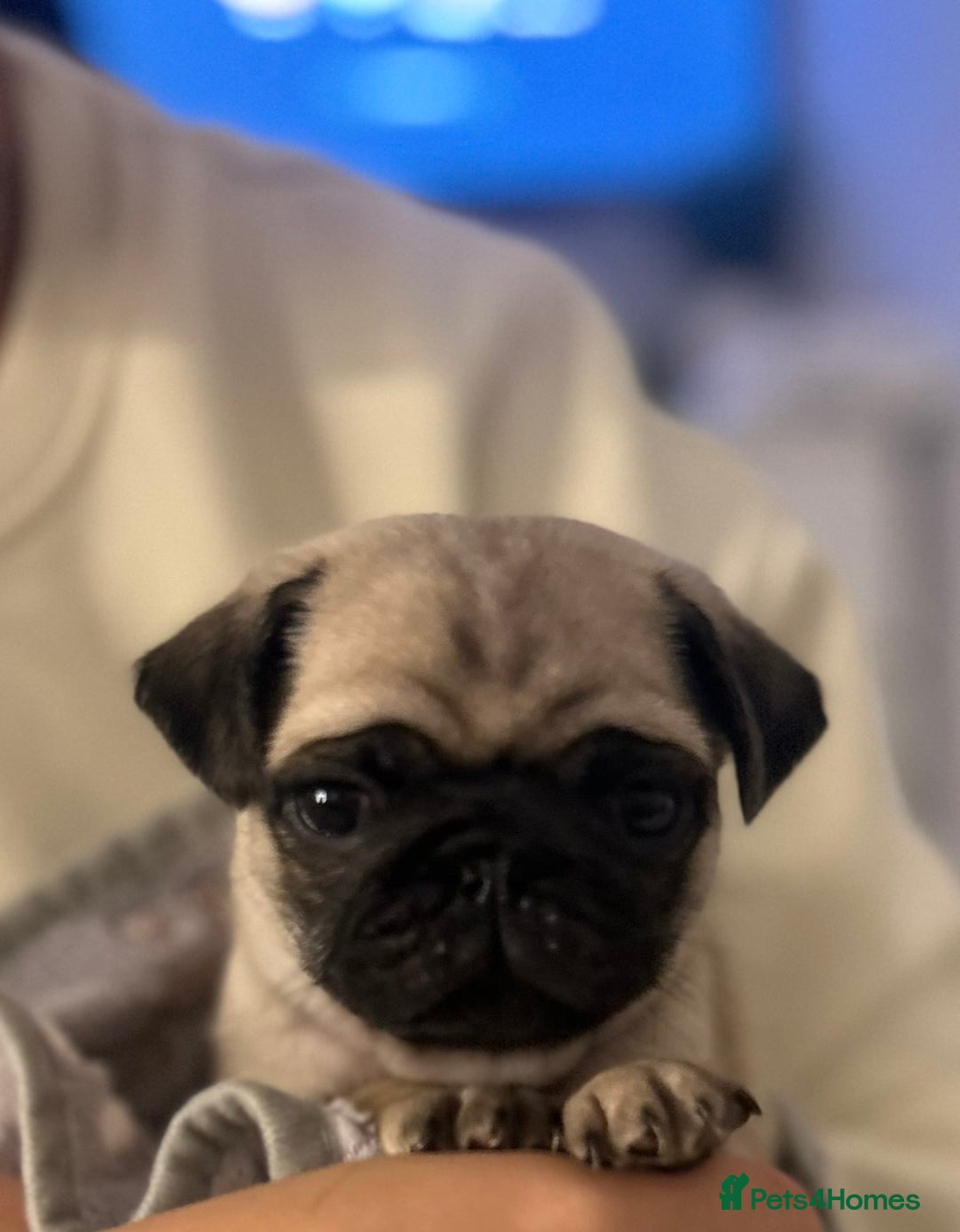 Pug dogs for sale: Gorgeous puppy pugs  - Advert 1