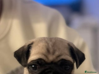 Pug dogs Gorgeous puppy pugs - Advert 2
