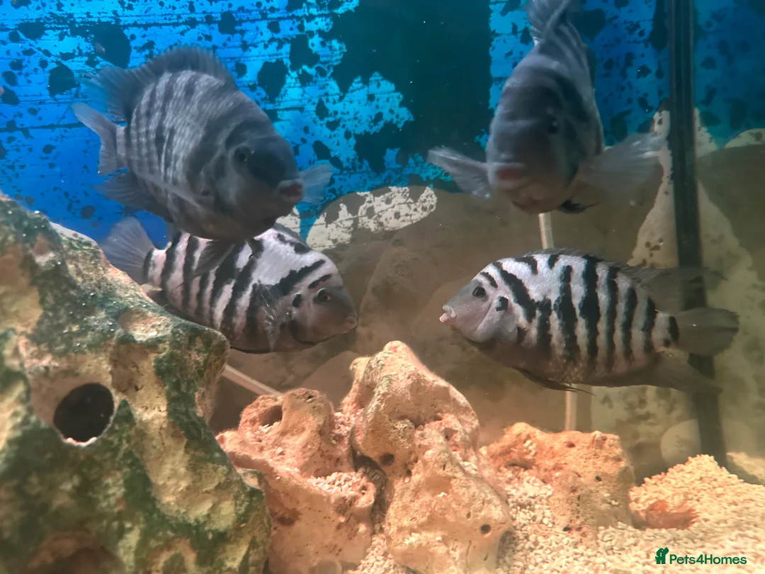 Cichlids fish for sale: Healthy Convict (Zebra) Cichlids for Sale!  - Advert 1