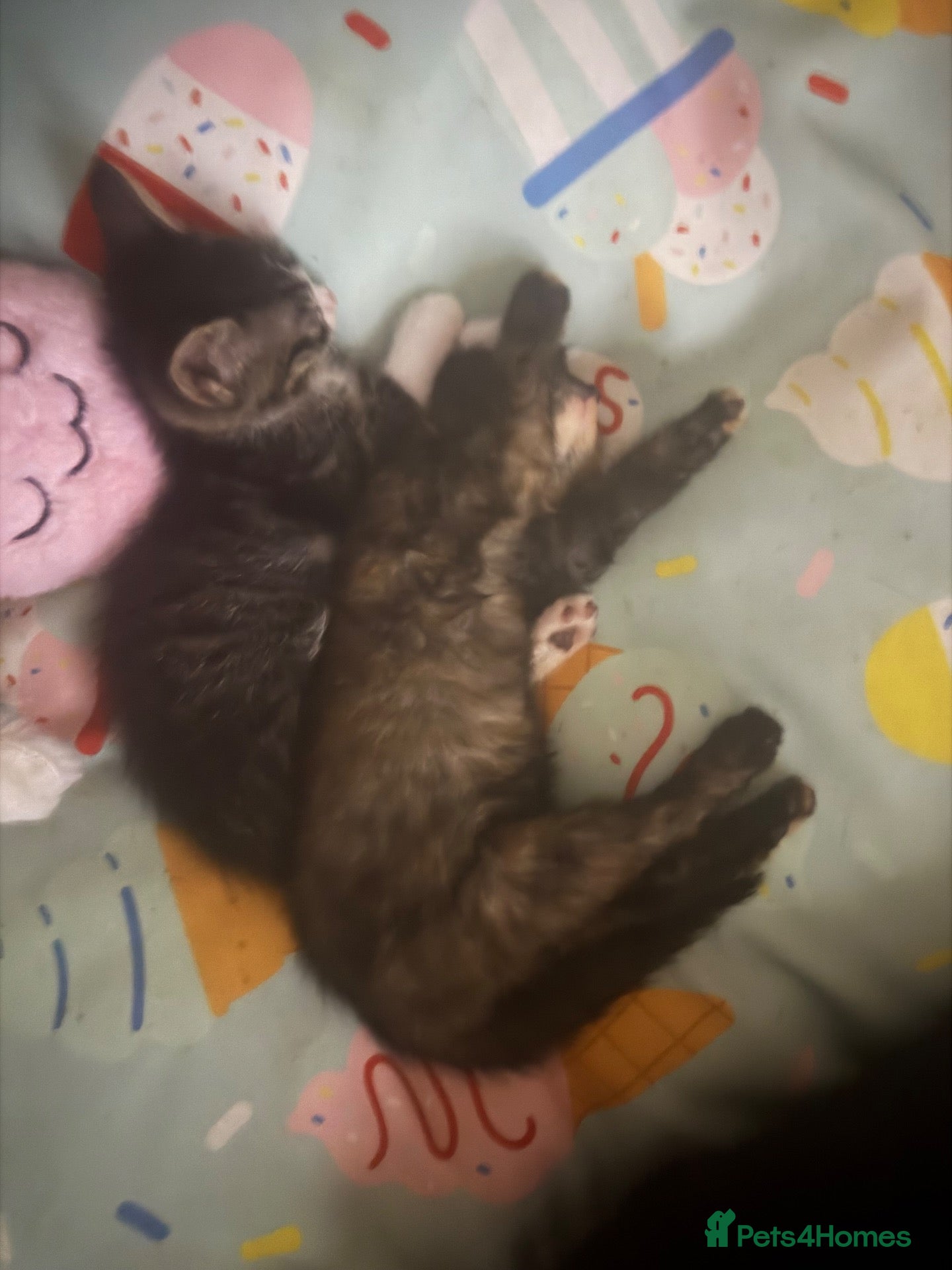 British Shorthair cats Kittens for sale 2 boys 1 girl - Advert 6