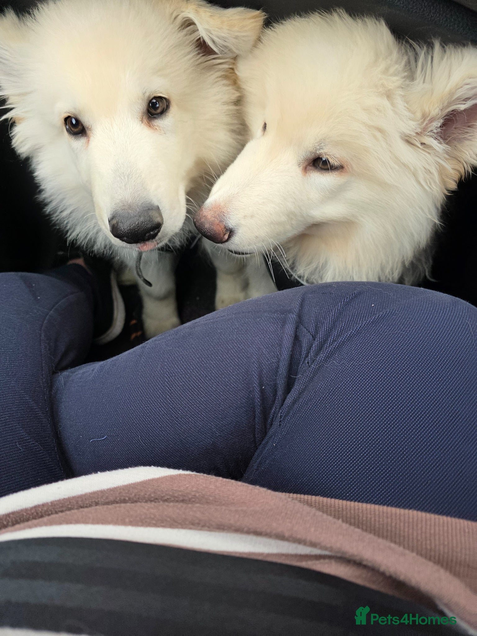 German Shepherd dogs White German Shepherd Puppies ready to leave - Advert 2