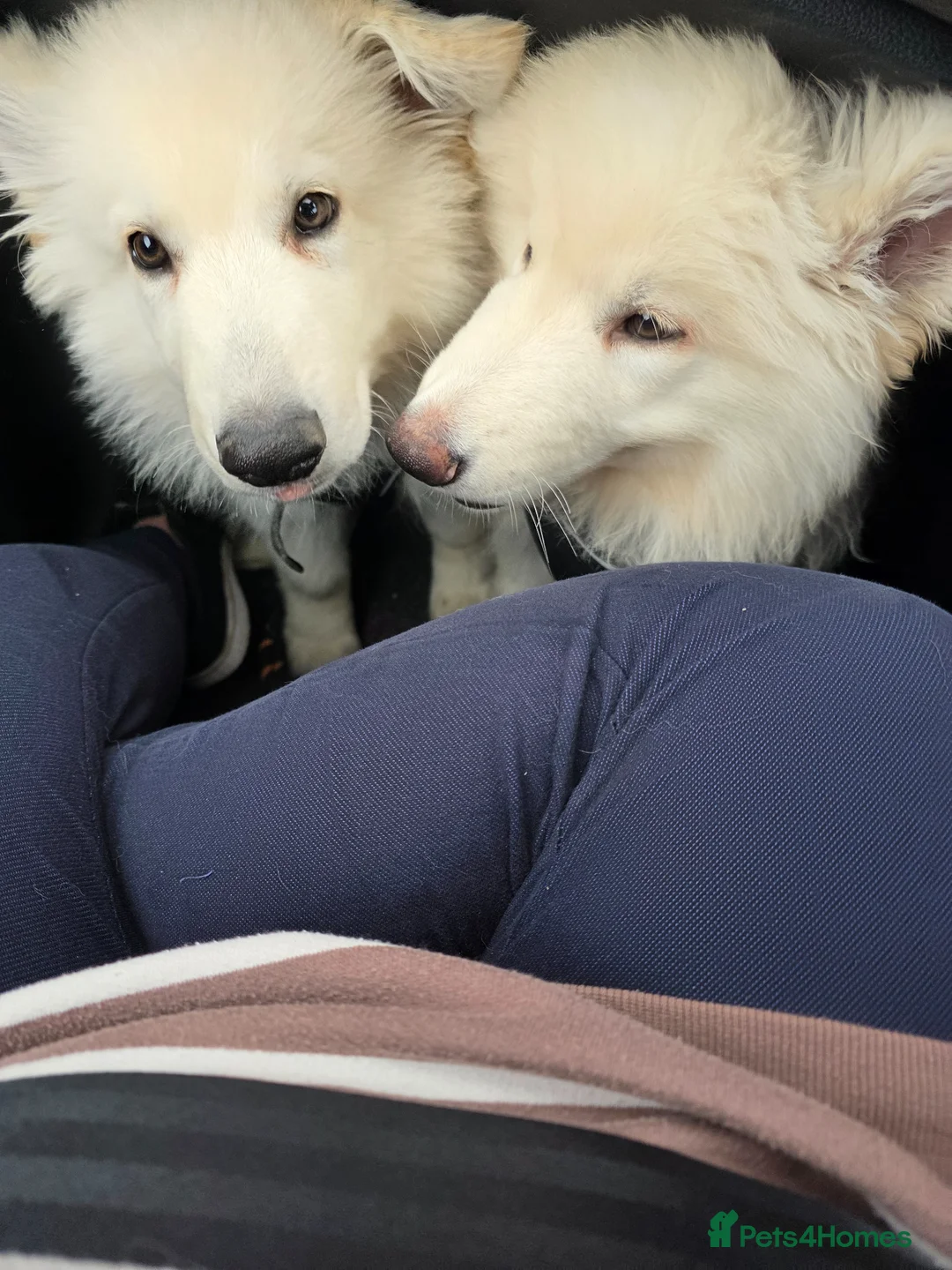 German Shepherd dogs for sale: White German Shepherd Puppies ready to leave - Advert 2