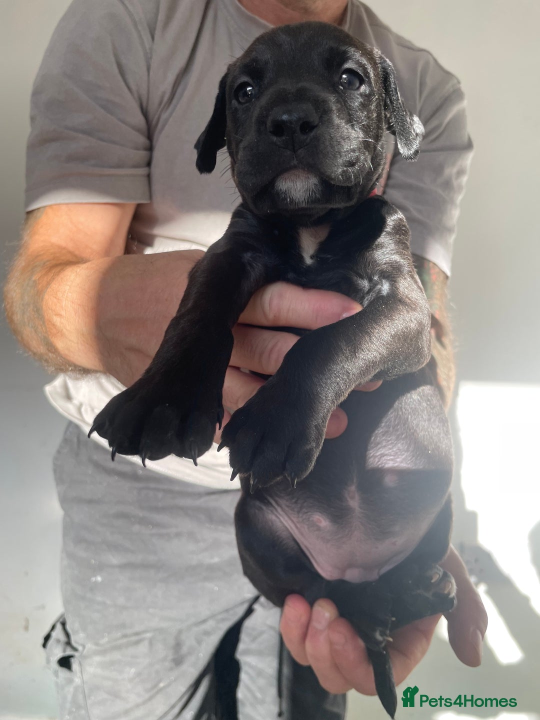 Mixed Breed dogs for sale: Doberman pups  - Advert 5