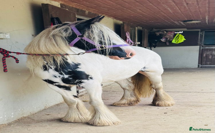 Irish Cob horses - Advert 1