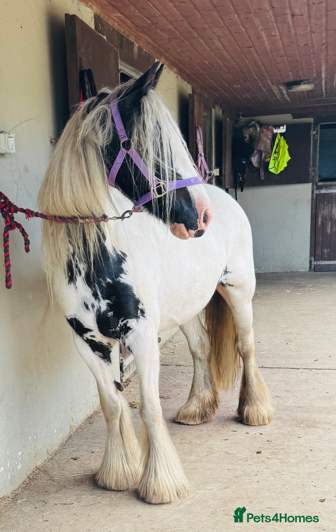 Irish Cob horses for sale: Gypsy cob mare 13.2hh - Image 1