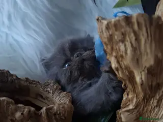 Persian cats Blue Persian Kittens - Advert 3