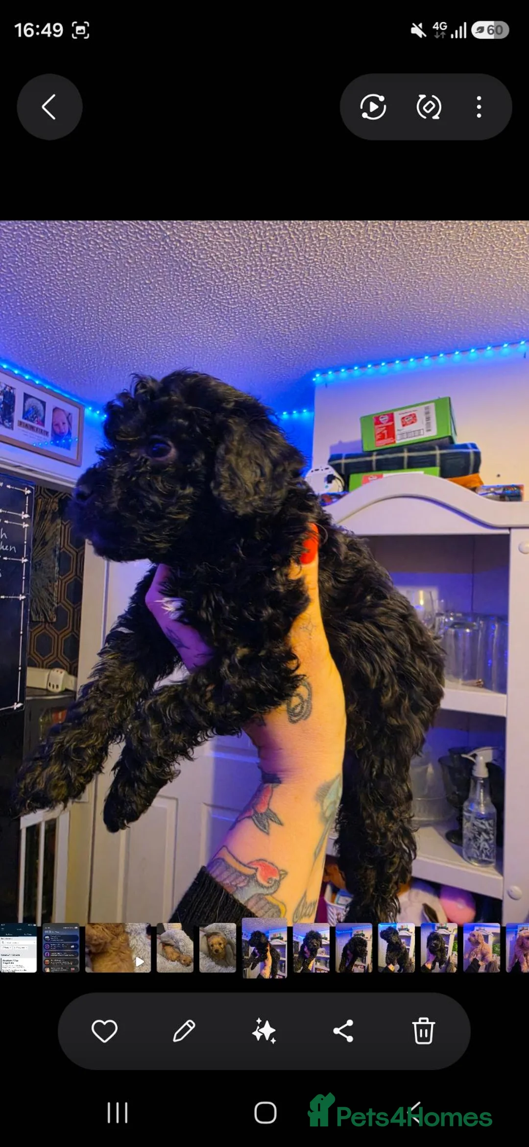 Cockapoo dogs for sale: Available 15/09 cockapoo Puppies  - Advert 2