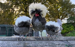 Chickens poultry for sale: Poland bantam breeding trios available - Image 1