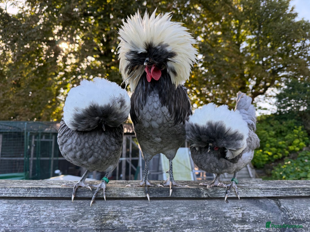 Chickens poultry for sale: Poland bantam breeding trios available - Image 1