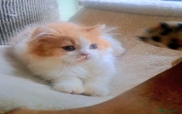 British Longhair cats for sale: *RESERVED* Red Bicolour British Longhair Kitten - Image 7