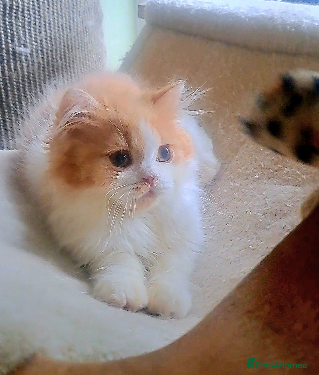 British Longhair cats for sale: *RESERVED* Red Bicolour British Longhair Kitten - Image 7