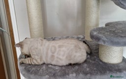 Bengal cats for sale: Purebred Bengal boy whit blue eyes 💙 - Image 7