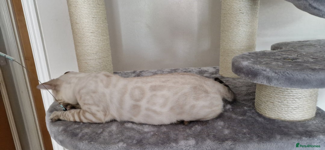 Bengal cats for sale: Purebred Bengal boy whit blue eyes 💙 - Image 7