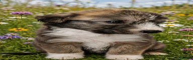 Lurcher 10