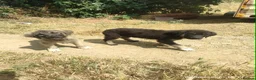 Mixed Breed dogs for adoption: Pepper is 18 week  shepherd mix Macedonian rescue  - Advert 3