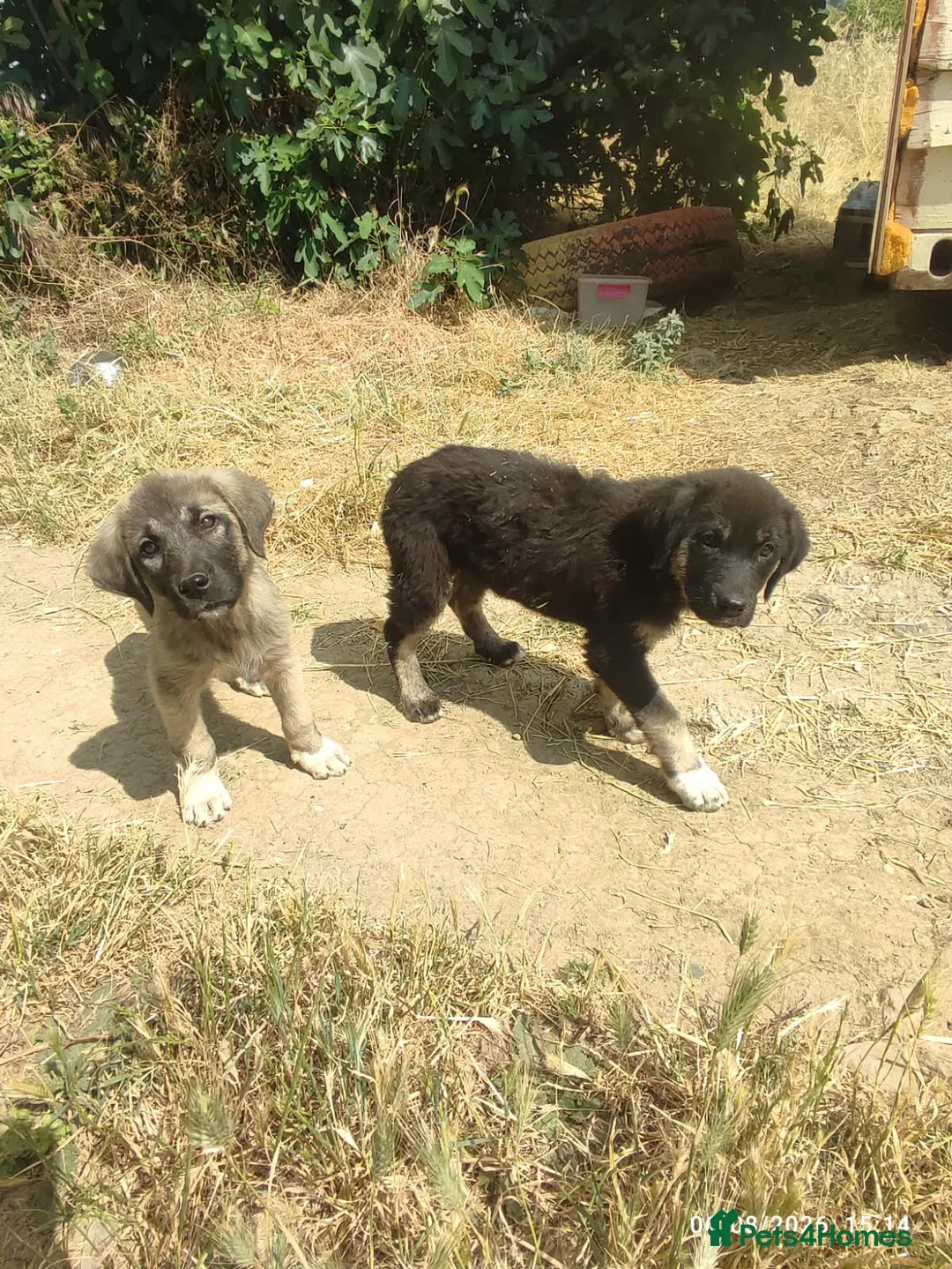 Mixed Breed dogs for adoption: Pepper is 18 week  shepherd mix Macedonian rescue  - Advert 3