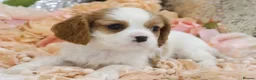 Cavalier King Charles Spaniel dogs for sale: HEALTH TESTED KC Cavalier King Charles Spaniels - Advert 23