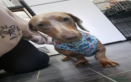 Miniature Dachshund dogs for sale: Isabella Tan Minature Dashaund - Advert 4
