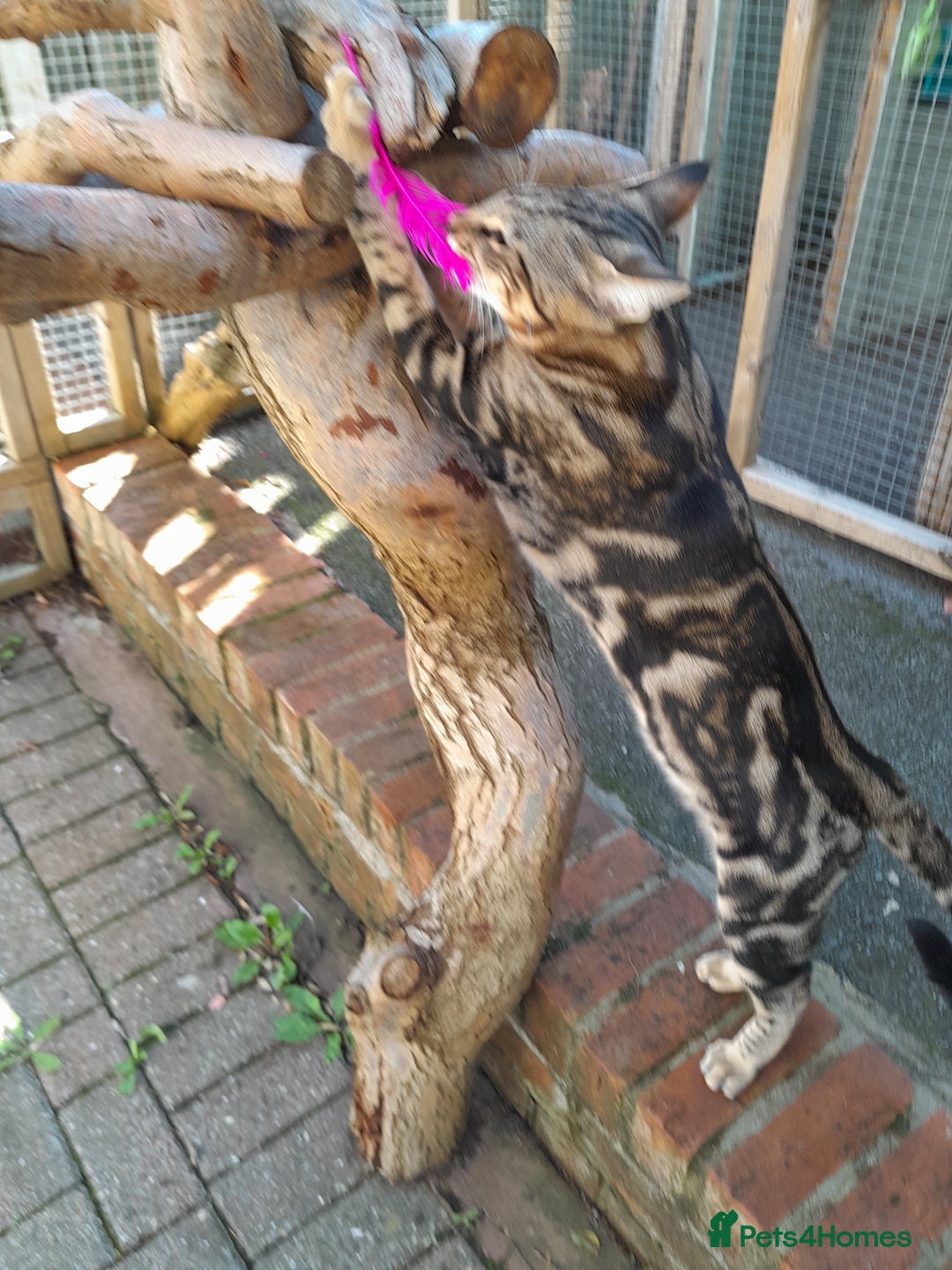 Savannah cats for sale: SOLD Pedigree TICA Reg F5 Savannah Boy Kitten - Image 2