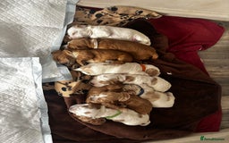 Cocker Spaniel dogs for sale: COME AND MEET US NOW Outstanding  show type - Image 17