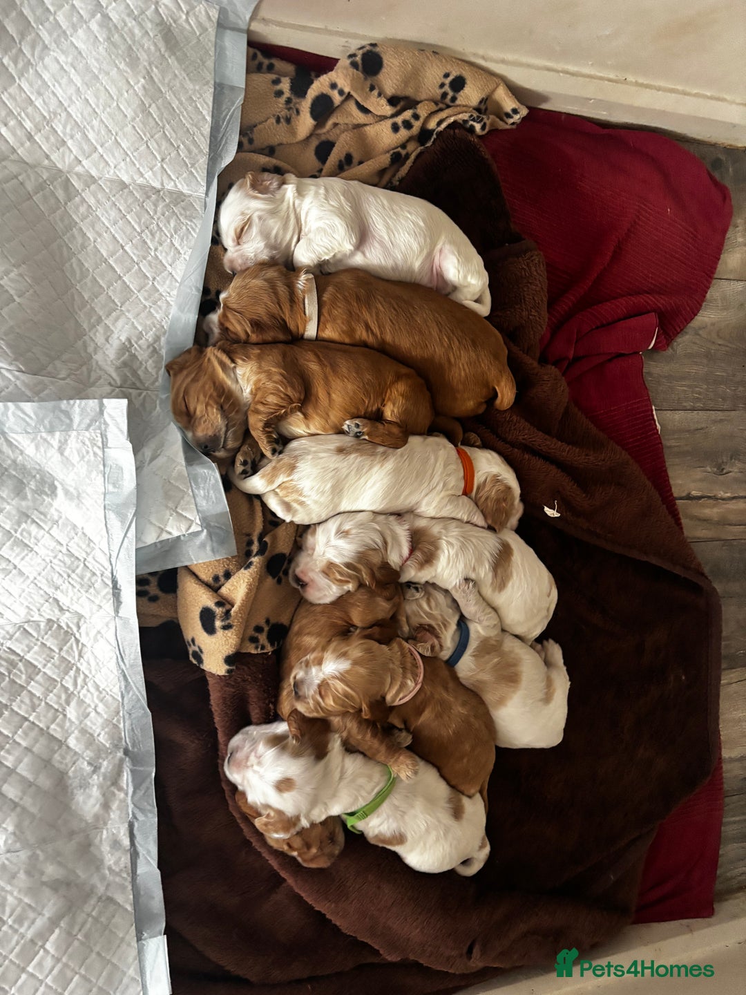 Cocker Spaniel dogs for sale: COME AND MEET US NOW Outstanding  show type - Image 17