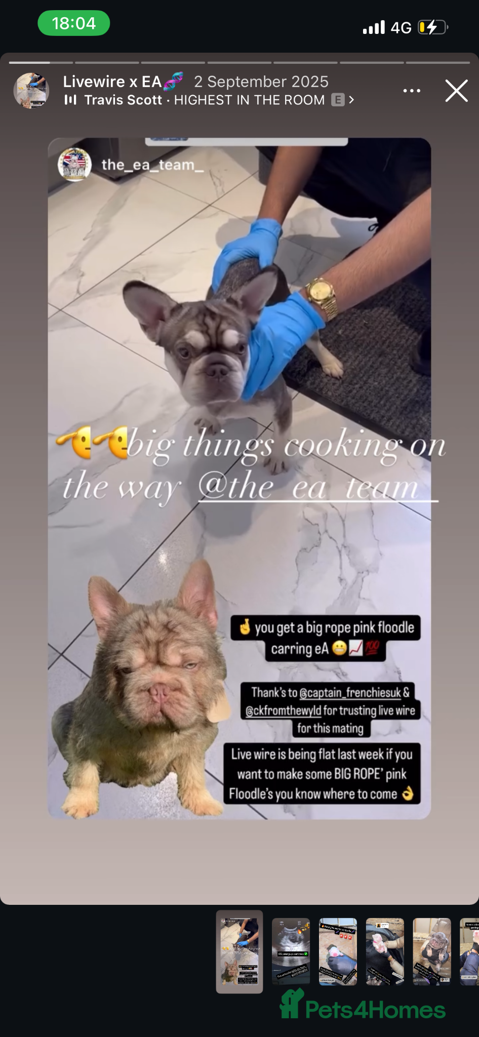 French Bulldog dogs Pink panther  - Advert 2