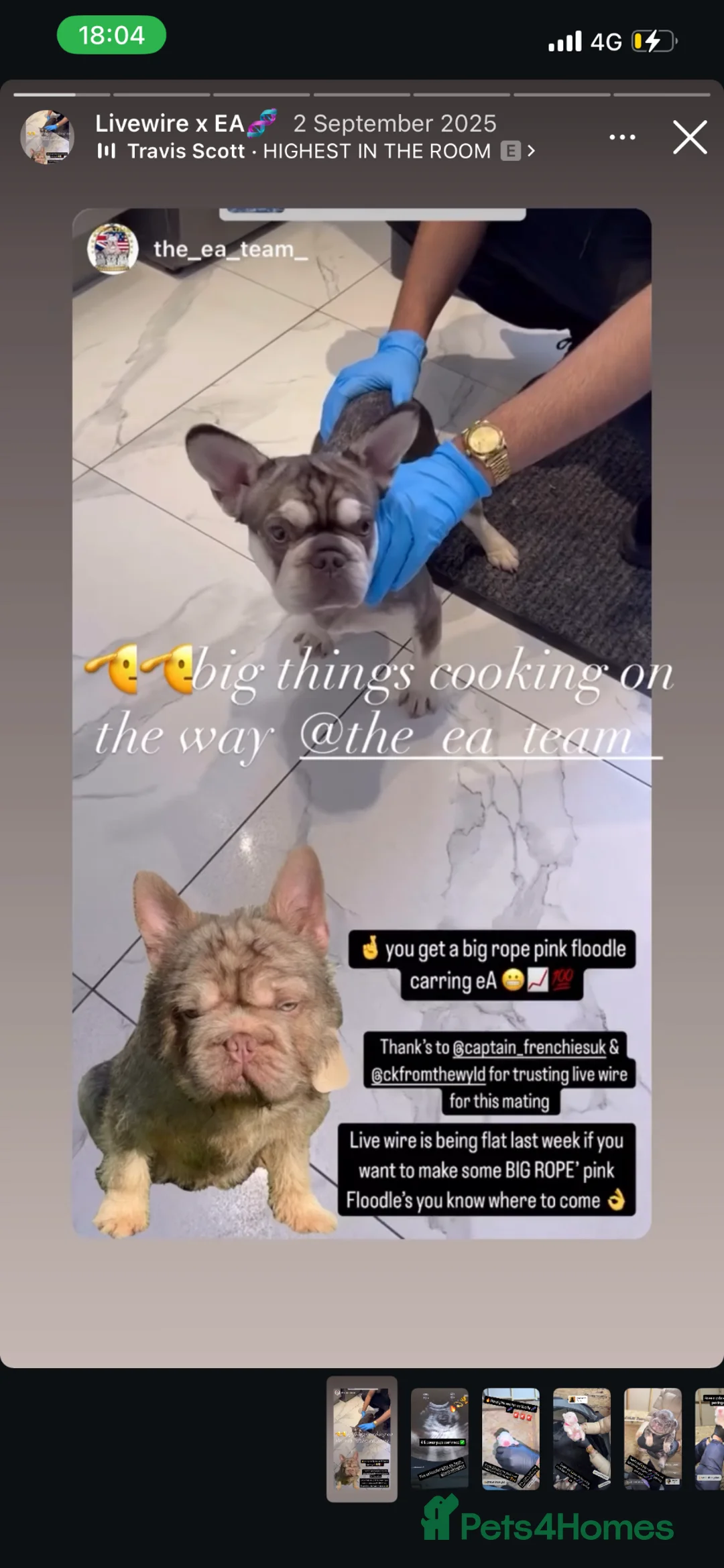 French Bulldog dogs for sale: Pink panther  - Advert 1