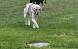 Mixed Breed dogs for adoption: Perfect PICKLE - Image 16