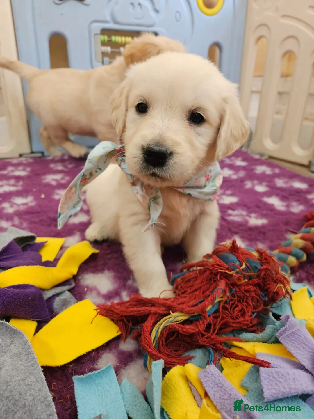 Golden Retriever dogs for sale: Angelic Pedigree Golden Retriever Puppies - Advert 14