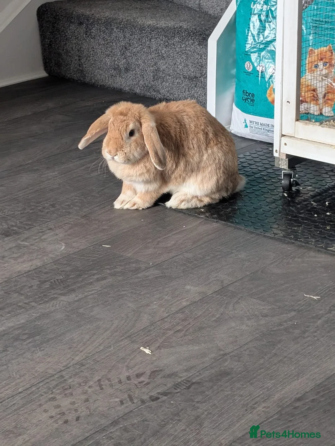 English Lop rabbits for sale: Lop ear rabbit in Bishop Auckland - Advert 2