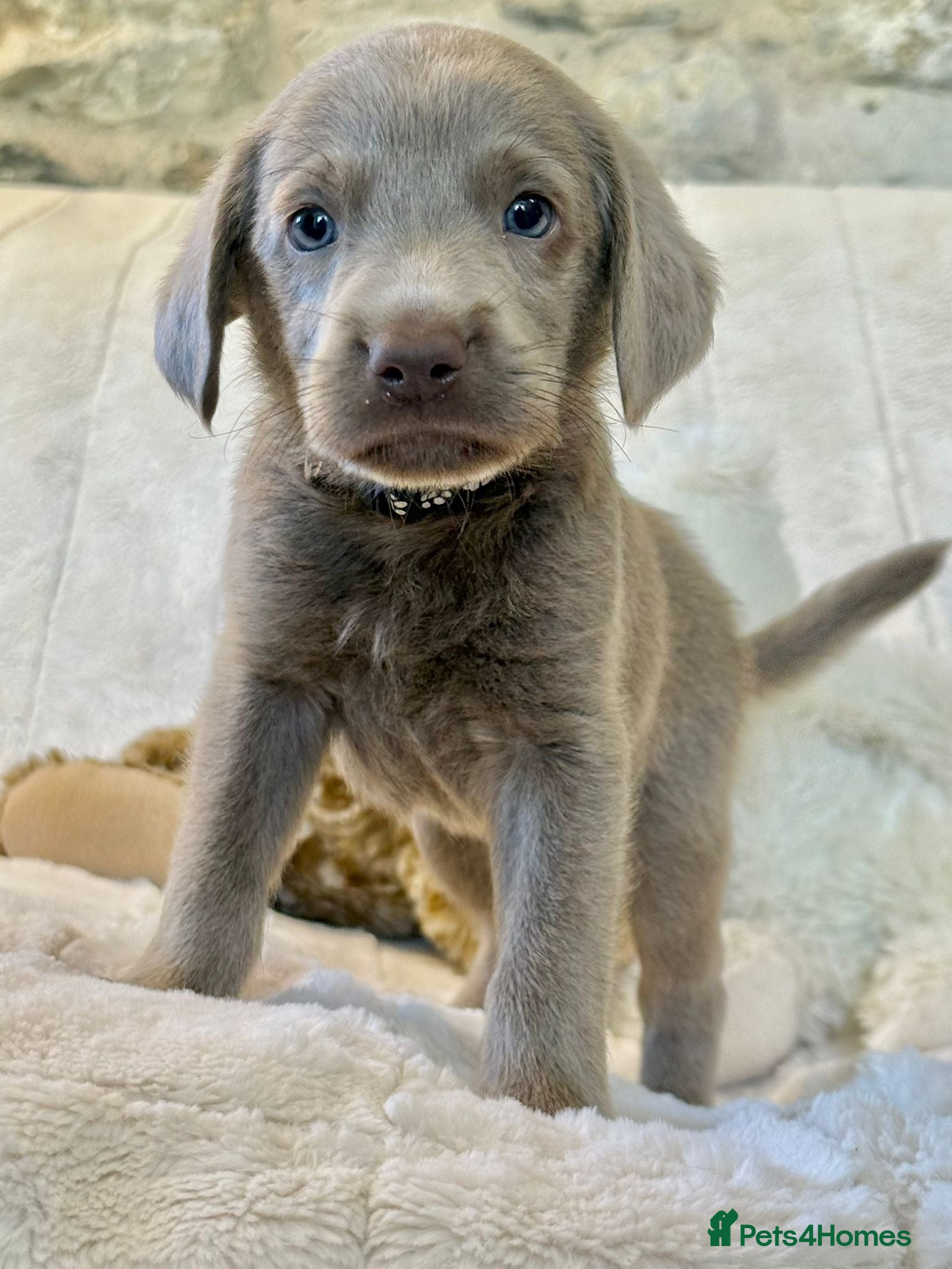 Labrador Retriever dogs KC Reg Labradors Fully Health Tested - Advert 1