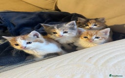 Mixed Breed cats for sale: Kittens - Image 1