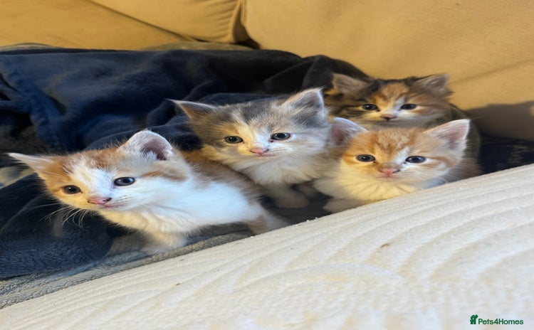 Mixed Breed cats - Advert 10