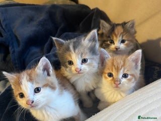 Mixed Breed cats - Advert 11