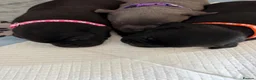Staffordshire Bull Terrier dogs for sale: KC Staffordshire Bull Terrier Puppies - Advert 16